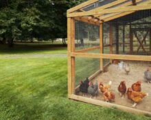 off-grid chicken farming with natural coop, hens, and rainwater system