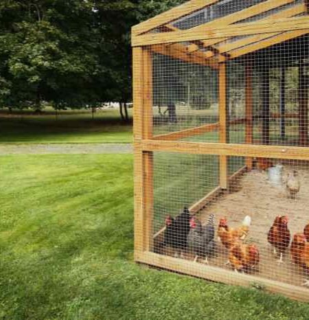 off-grid chicken farming with natural coop, hens, and rainwater system