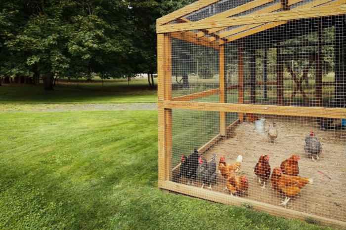 off-grid chicken farming with natural coop, hens, and rainwater system